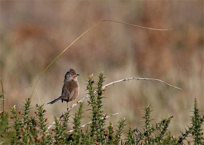 Dartford Warbler_David Pryke_Open.jpg - Bad Weather - Open