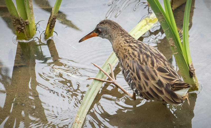 Water Rail Looking For Food_Jamie Bird_Open.jpg - Open