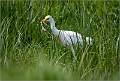 Cattle Egret Catches Unfortunate Marsh Frog_Matt Clarke_Open