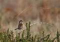 Dartford Warbler_David Pryke_Open