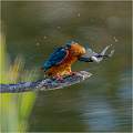 Kingfisher with catch_Russell Hynard_open.i02.