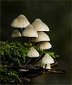 Mycena Fungi-Malcolm Bumstead-open 